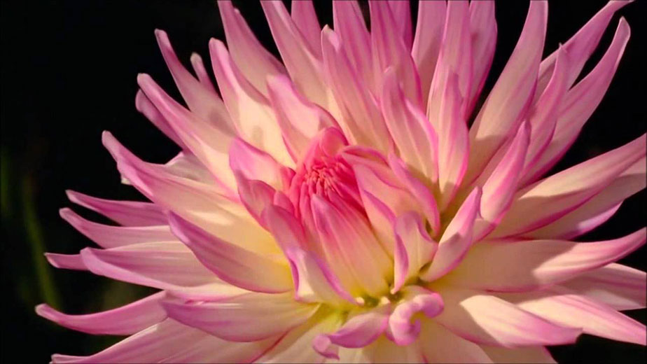 10 filmes floridos pra assistir no Netflix Lilian Pacce